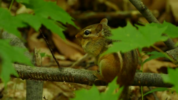 Streifenhörnchen Sitzen Friedlich Auf Einem Ast Einem Schattigen Waldgebiet Abgeriegelt — Stockvideo