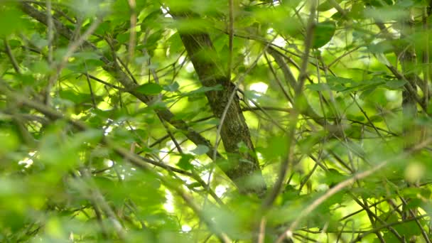 Mężczyzna Amerykański Redstart Rzutki Wokół Tętniące Życiem Zielone Drzewo — Wideo stockowe