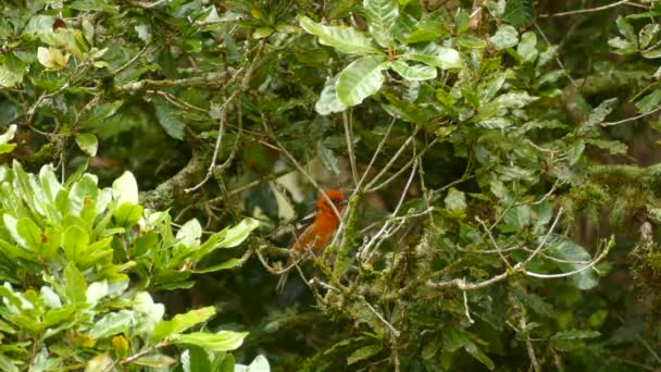 Ein Niedlicher Orangefarbener Vogel Sitzt Auf Einem Ast Einem Grünen — Stockvideo