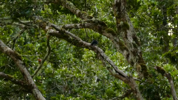 Tropiska Fågelarter Grönskande Träd Costa Rica Statisk — Stockvideo