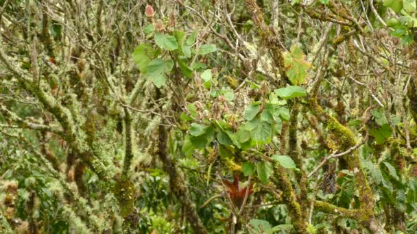 Uccellino Tenero Che Sventola Ramo Ramo All Interno Una Boscaglia — Video Stock