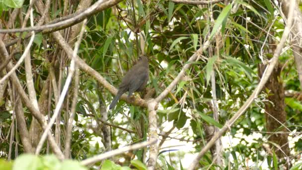 Dzika Przyroda Przyrodzie Bird Tree Branch Costa Rica Tree Rainforest — Wideo stockowe