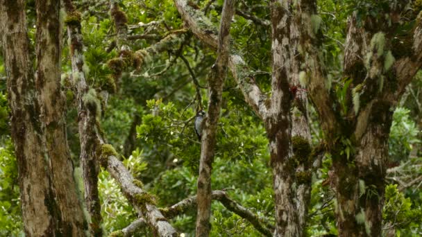 Acorn Woodpecker Melanerpes Formicivorus Fazendo Buraco Árvore Tunk — Vídeo de Stock