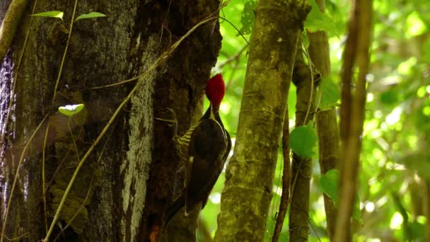 Red Headed Woodpecker Clinging Tree Pecking Bark Get Tasty Food — Stock Video