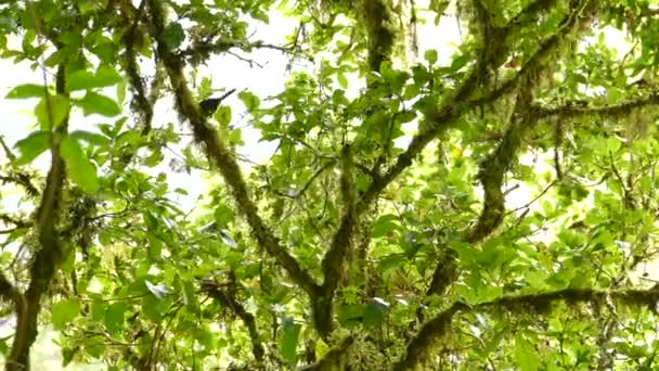 Pájaro Negro Posado Una Rama Árbol Tropical Ambiente Verde Amplio — Vídeo de stock