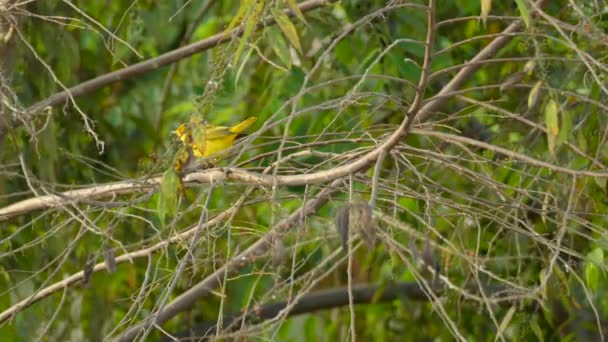 緑の背景を持つ木の枝に座って黄色の鳥 クローズアップショット 保全の概念 — ストック動画