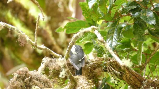 Woodpecker Bird Tree Branch Telephoto Static Nature Wildlife View — Vídeo de Stock