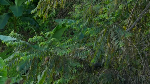 Kiskadee Yellow Bird Preaching Tree Branches Black Small Bird Tropical — Stock video