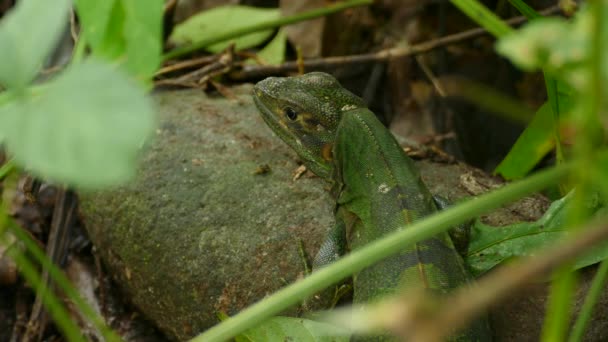 Reptile Lizard Camouflaged Lush Rainforest Jungles Costa Rica — Vídeo de Stock