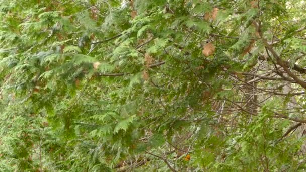 Small Yellow Bird Flying Pine Tree Greenery Environment Wide Shot — Αρχείο Βίντεο