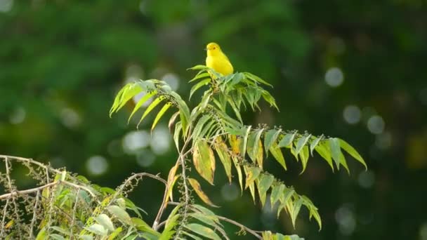 Isolated Small Yellow Warbler Bird Perched Tree Branch Green Foliage — Stockvideo