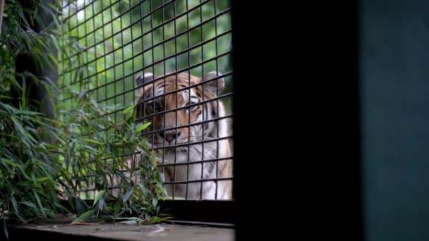 Tiger Stirrar Kameran Genom Staketet Zoo Panorering Vänster Till Höger — Stockvideo