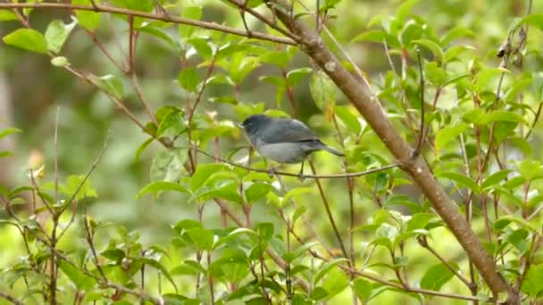 一只灰色的小鸟在树叶间飞翔 绿叶和扭曲的树 特写鸟类射击 — 图库视频影像