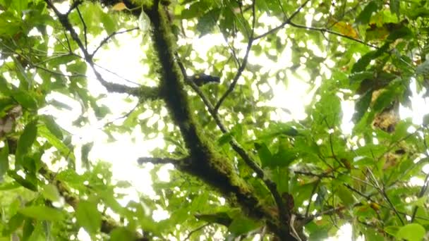 Birds Crawling Tree Branches Bright Sky Green Leaves Twigs — Stock video
