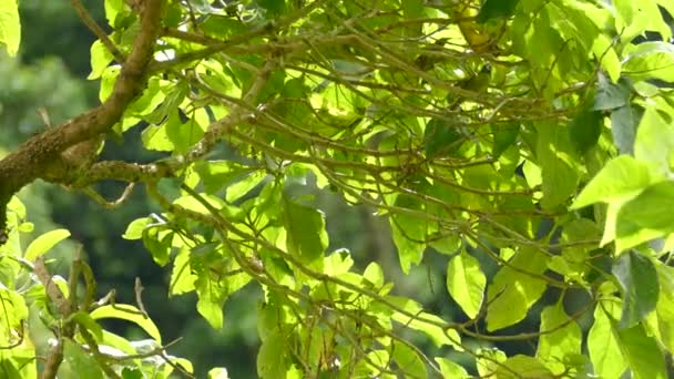 Exotický Pták Plazí Stromech Lese Žluté Sluneční Paprsky Filtrované Přes — Stock video