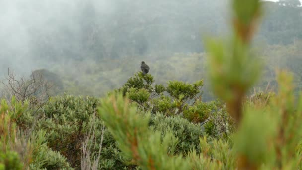 Vliegende Zwarte Vogel Vogel Landde Boom — Stockvideo