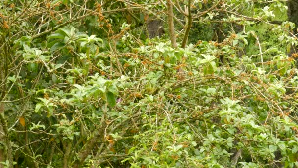 Mały Zielony Ptak Skacze Gałęzi Gałęzi Dżungli Kostaryki Podczas Bezwietrznego — Wideo stockowe