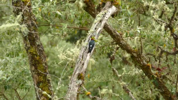 Green Bird Sitting Branch While Looking Cloudy Day Jungle Costa — Vídeo de Stock
