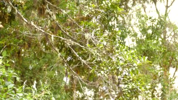 Cute Little Green Bird Flittering Branches Beautiful Summers Day — Αρχείο Βίντεο