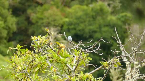Small Grey Bird Perched Wooden Tree Branch Beautiful Blurred Green — Stockvideo