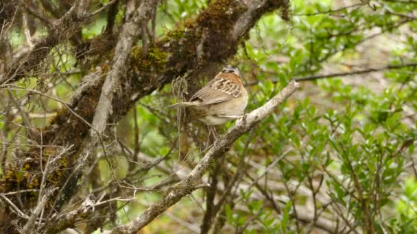 Close Sparrow Bird Sparrow Bird Flying Sky Branch Green Forest — Stock Video