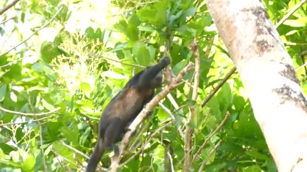 Mantled Howler Monkey Climbing Tree Jumping Branches — Stock Video
