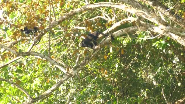 Dois Macacos Negros Movendo Torno Ramos Árvores Tropicais Habitat Ambiente — Vídeo de Stock