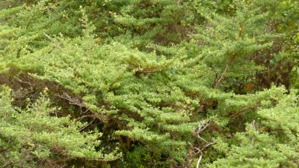 Ruby Torokszorító Kolibri Tölgyerdő Zöld Erdő Öreg Fák Gyönyörű Tájak — Stock videók