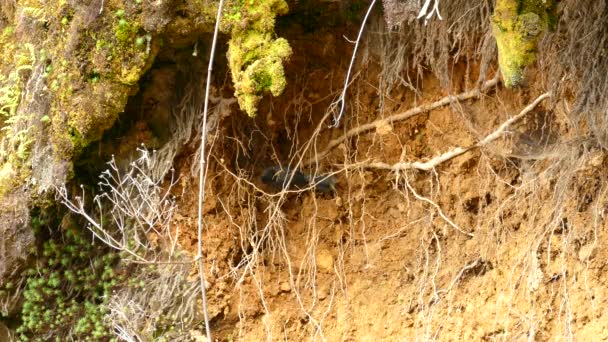 Ein Grauer Vogel Springt Auf Hängenden Wurzeln Einer Flachen Höhle — Stockvideo