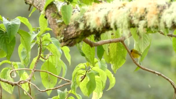 閉じる美しい緑の自然環境の中で熱帯の木の枝に突き出た小さな黄色の羽の鳥の撮影後 フォローアップ隔離されたショット — ストック動画