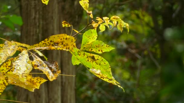 Коричневые Крапинами Зелёные Жёлтые Листья Солнце После Дождя Маленькие Капли — стоковое видео