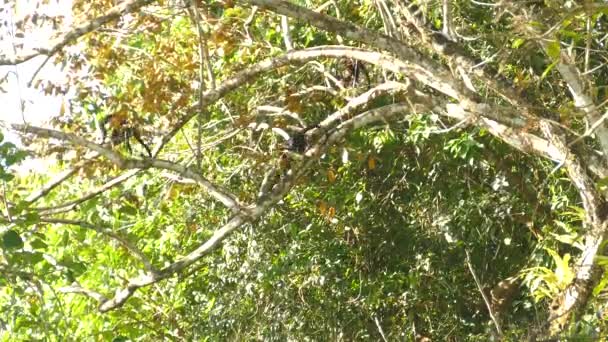 Uma Família Macacos Uivos Mantled Escalando Uma Árvore Dia Ensolarado — Vídeo de Stock