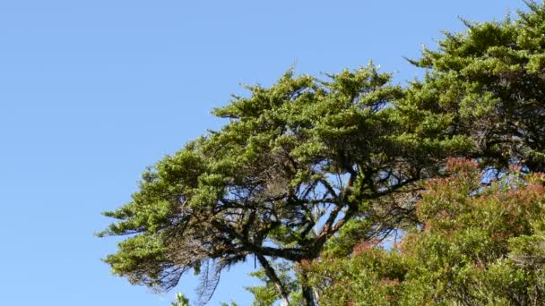 森の高い緑の木々の間を鳥が飛んでいる ルビー色に染まったハチドリが木の間を飛んでいる 青空と森 — ストック動画