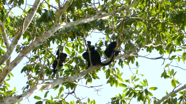 원숭이 이무성 나무에서 새끼가 휴식을 취하는 — 비디오