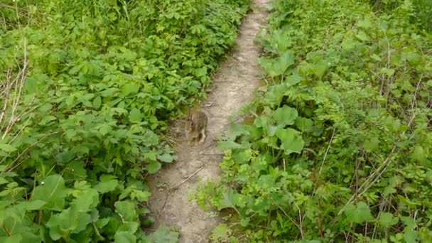 Милый Кролик Исследует Изношенную Тропинку Окружении Зеленой Растительности — стоковое видео