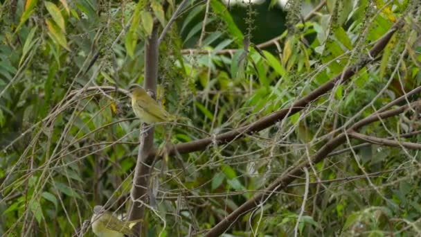 Two Yellow Birds Same Species Fluttering Same Branches Looking Flying — Video Stock