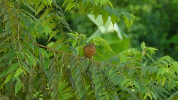 Şirin Bir Kuş Dalın Üzerine Tünemiş Dalın Yaprakları Arasında Bulduğu — Stok video