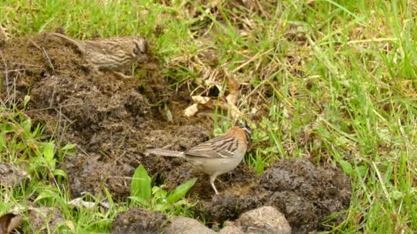 Two Small Birds Looking Manure Food Feeding Each Other Sunny — Videoclip de stoc