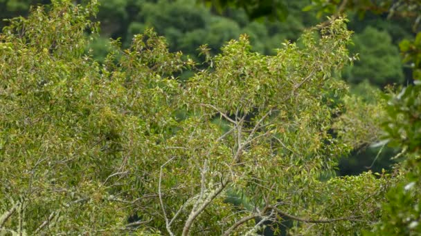 Yellow Bird Perching Tree Branches Surrounded Green Foliage Wide Shot — Stockvideo