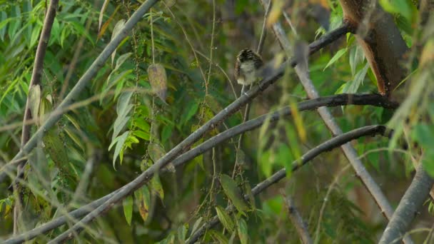 Fluffy Little Cute Bird Looking While Jumping Branch — Stock video