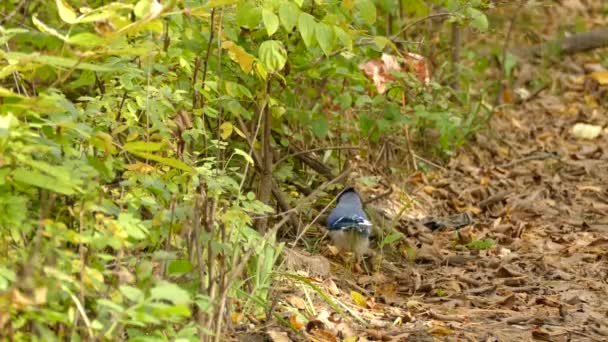 Bluejay Blå Kaj Fågel Går Marken Exotiska Fågelpromenader Marken Bland — Stockvideo