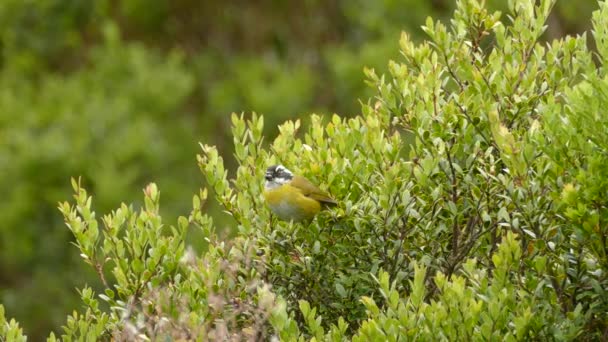 Lindo Pájaro Amarillo Sentado Arbusto Comiendo Bayas Luego Volando — Vídeo de stock