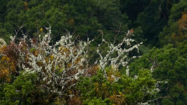 Pássaros Empoleirados Topo Árvore Cercado Por Floresta Folhagem Verde Estática — Vídeo de Stock