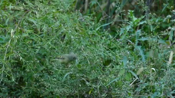 Gray Bird Jumping Thin Branches Exotic Bird Tropical Forest — Stock Video