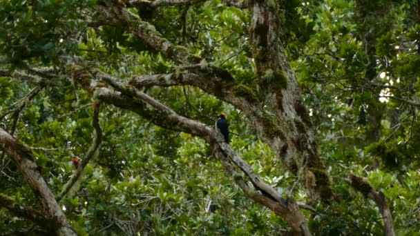 独角啄木鸟在森林的树枝上飞翔 — 图库视频影像