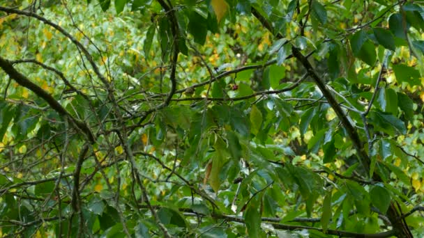 Grijze Exotische Vogels Zwerven Rond Boomtakken Het Tropische Bos — Stockvideo