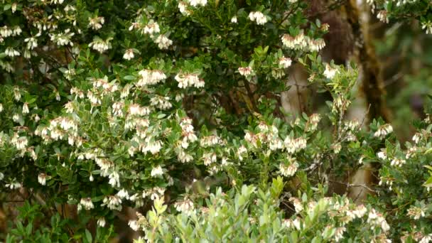 Hermoso Colibrí Verde Saltando Flor Flor Alimentándose — Vídeos de Stock