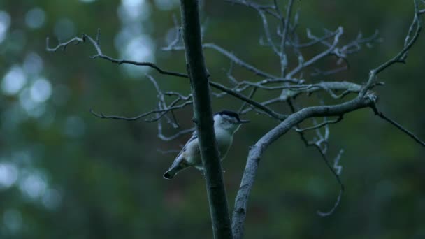 Ptak Białymi Piersiami Unoszący Się Cienkich Suchych Gałęziach Lesie — Wideo stockowe