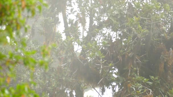 Scène Énigmatique Avec Forêts Verdoyantes Oiseaux Environnement Brumeux Statique — Video