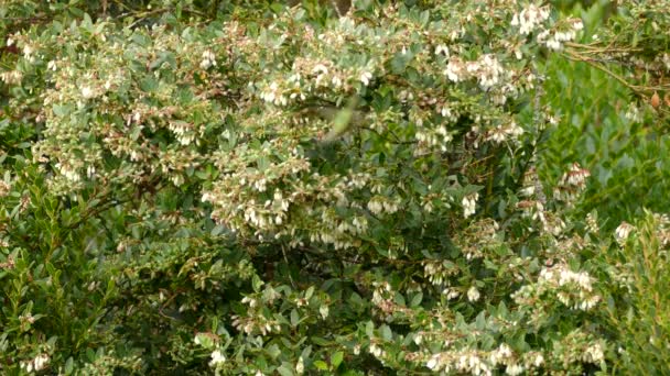 Grön Kolibri Flyger Samla Nektar Från Buske Med Vita Blommor — Stockvideo
